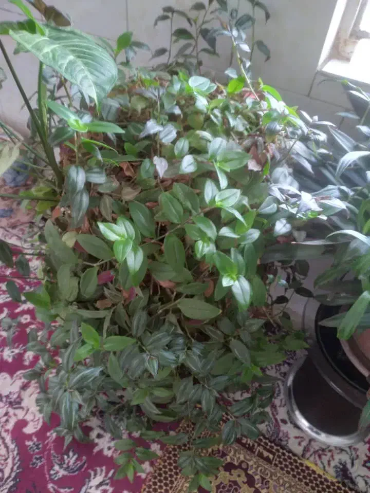 فروشی|گل و گیاه طبیعی|سیلاخور, |دیوار