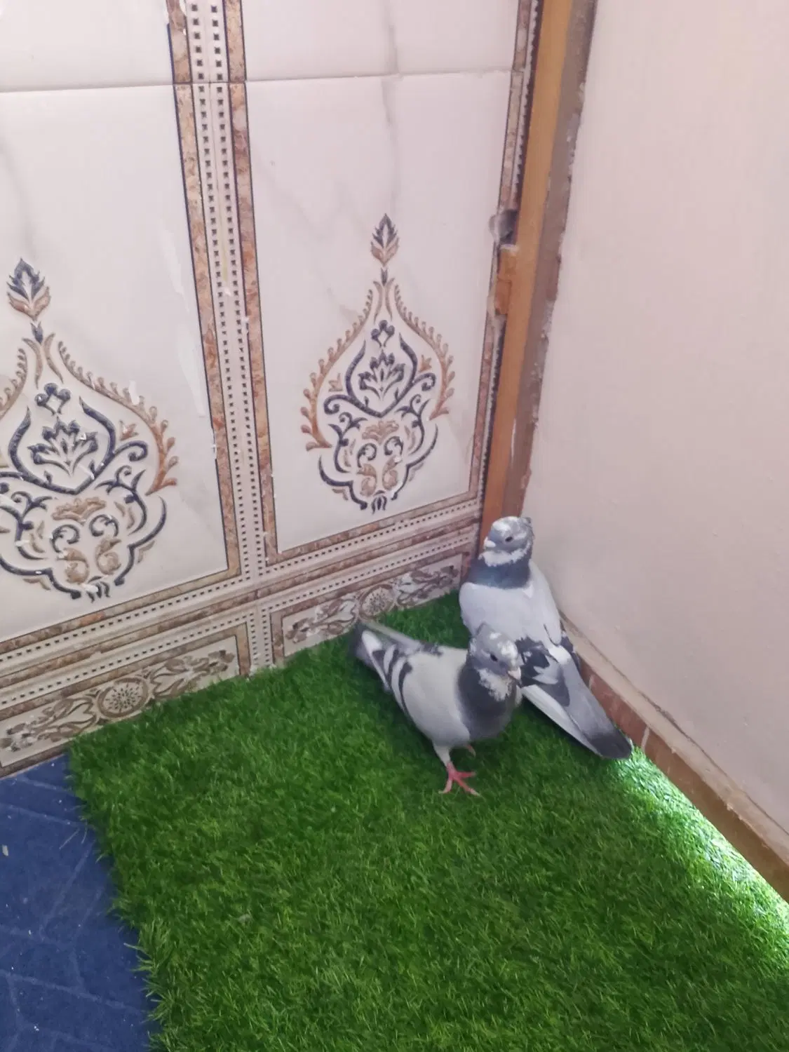 کفتر|پرنده|سراوان, |دیوار