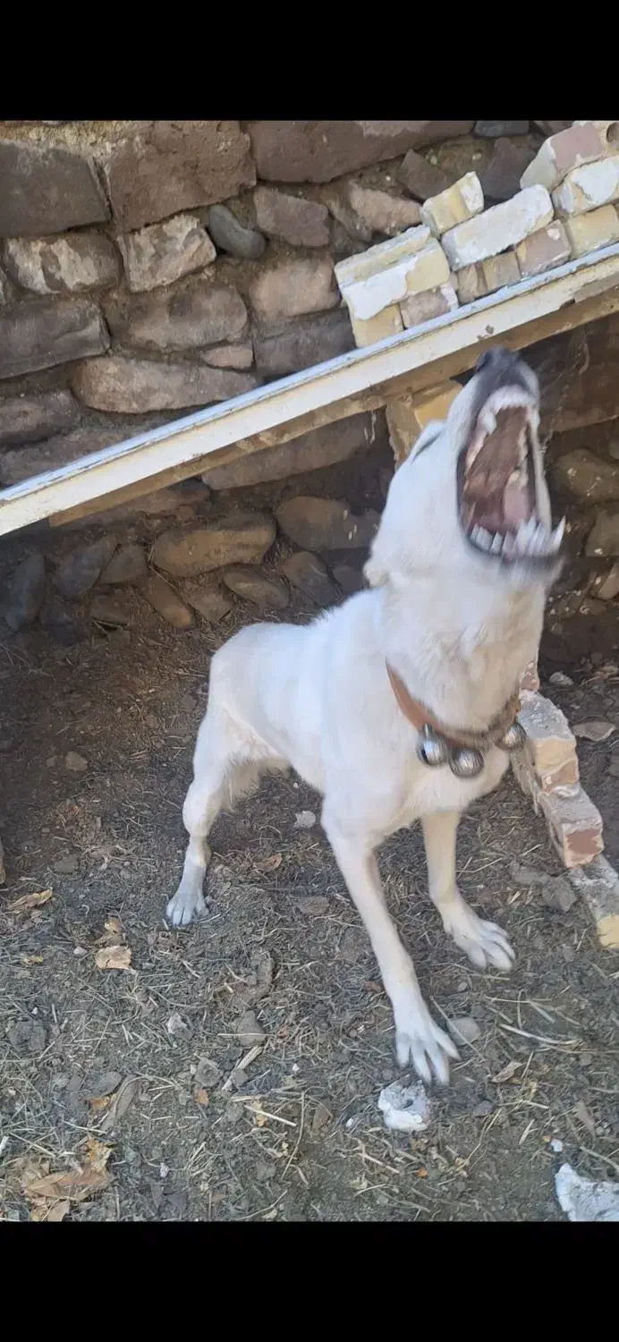 واگذاری سگ نگهبان|سگ|مشهد, میان ولایت|دیوار