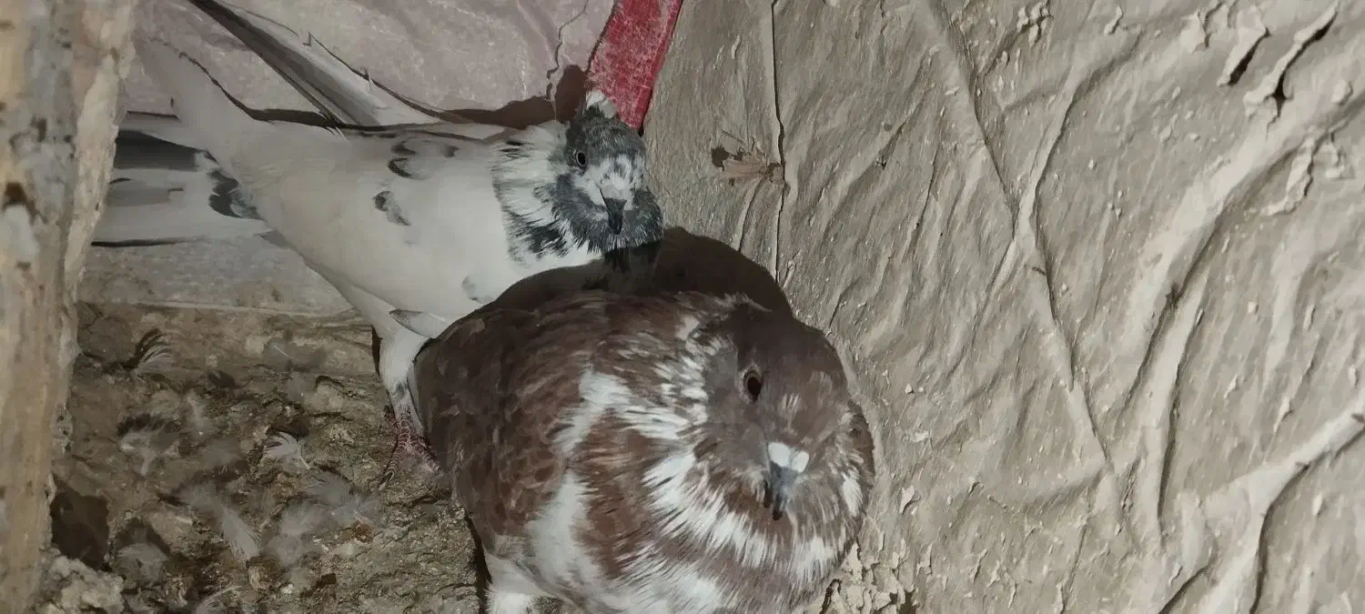 کبوتر|پرنده|سرپل ذهاب, |دیوار