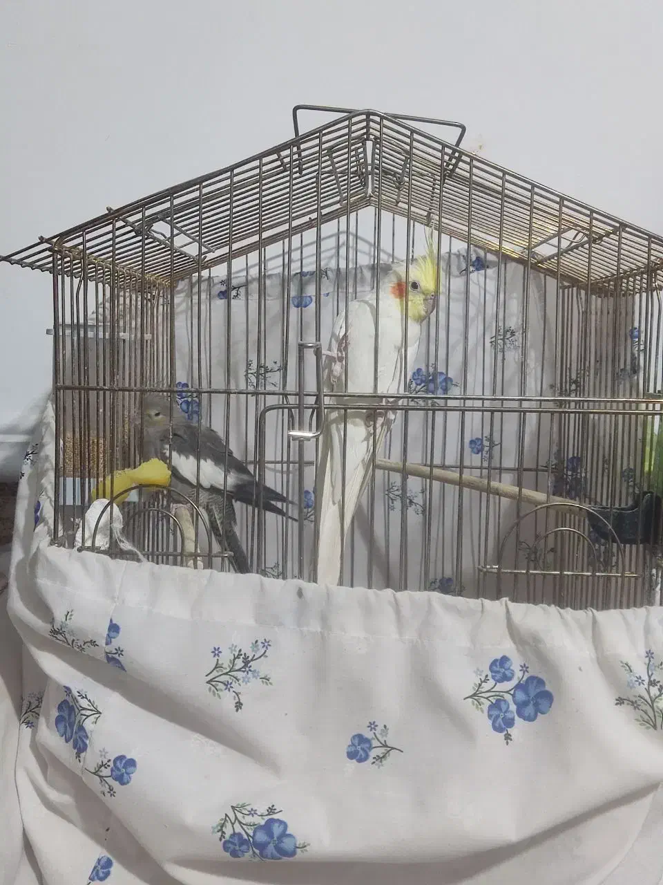 عروس هلندی سالم|پرنده|زاهدان, |دیوار