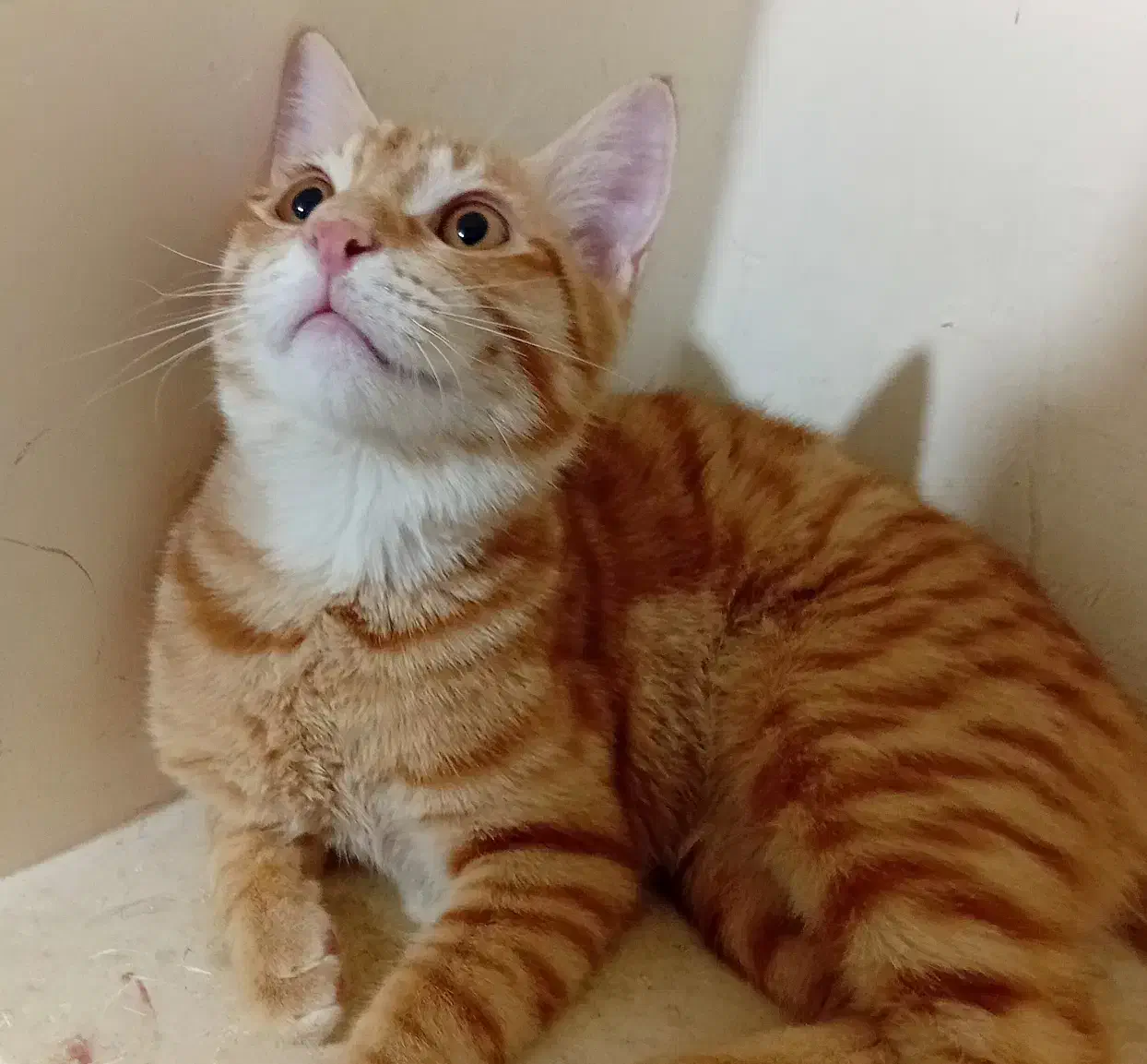 ۶ ماهشه نره|گربه|کرمانشاه, |دیوار