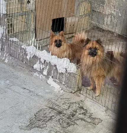 دو عدد پامر نر وماده|سگ|اندیشه, اندیشه فاز ۲|دیوار