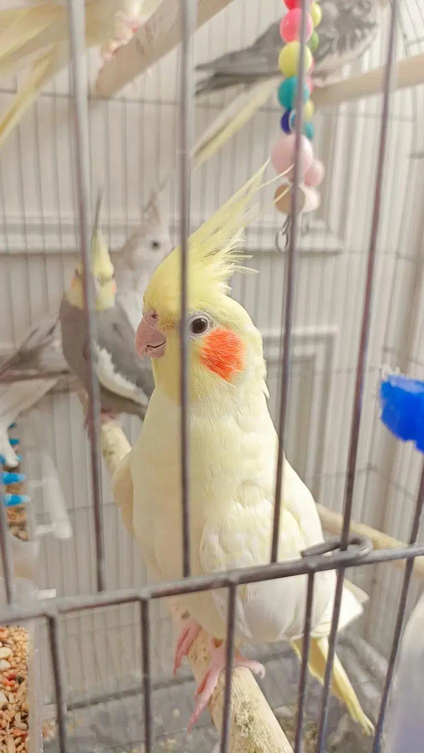 عروس هلندی کاملا خانگی صحیح وسالم|پرنده|ری, علایین|دیوار