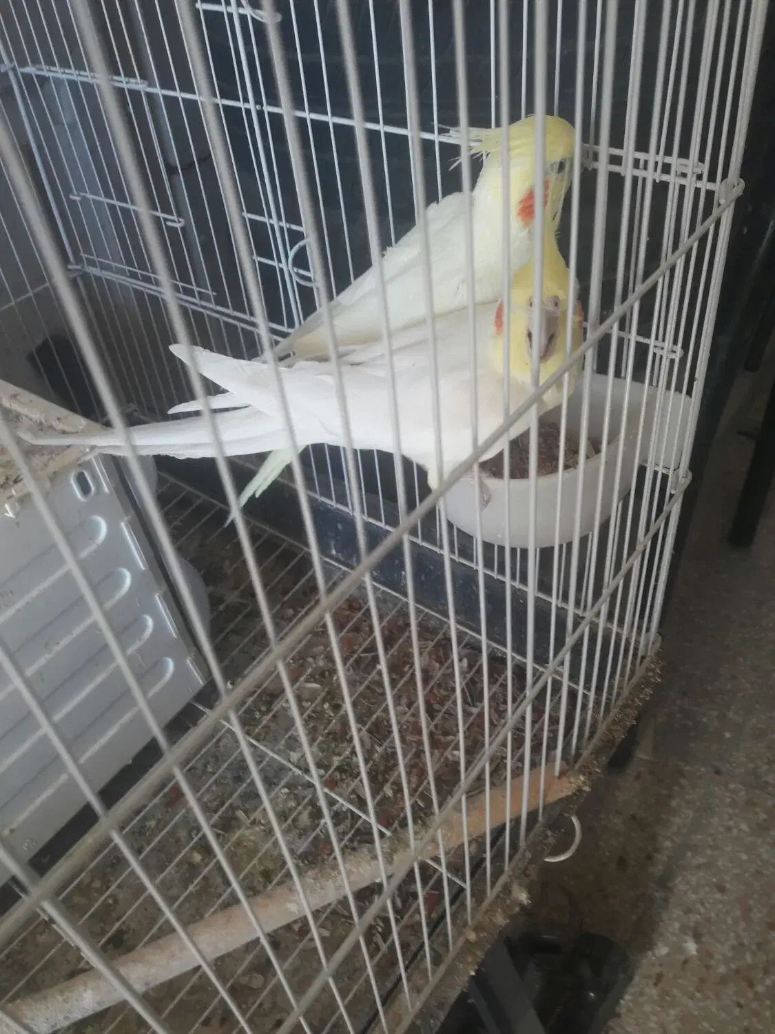 یک جفت عروس هلندی لوتینو بازیگوش|پرنده|ایلام, |دیوار