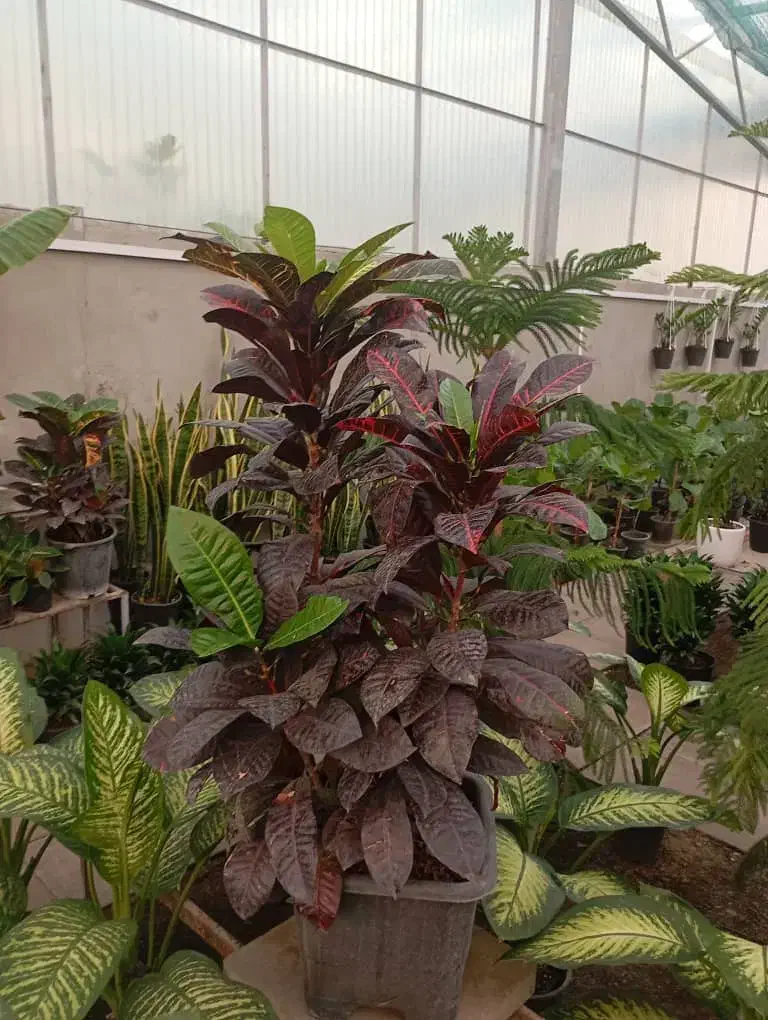 گل آپارتمانی گل خانگی وبیرونی خاک گلدان و باغچه|خدمات باغبانی و درختکاری|مشهد, دوست آباد|دیوار