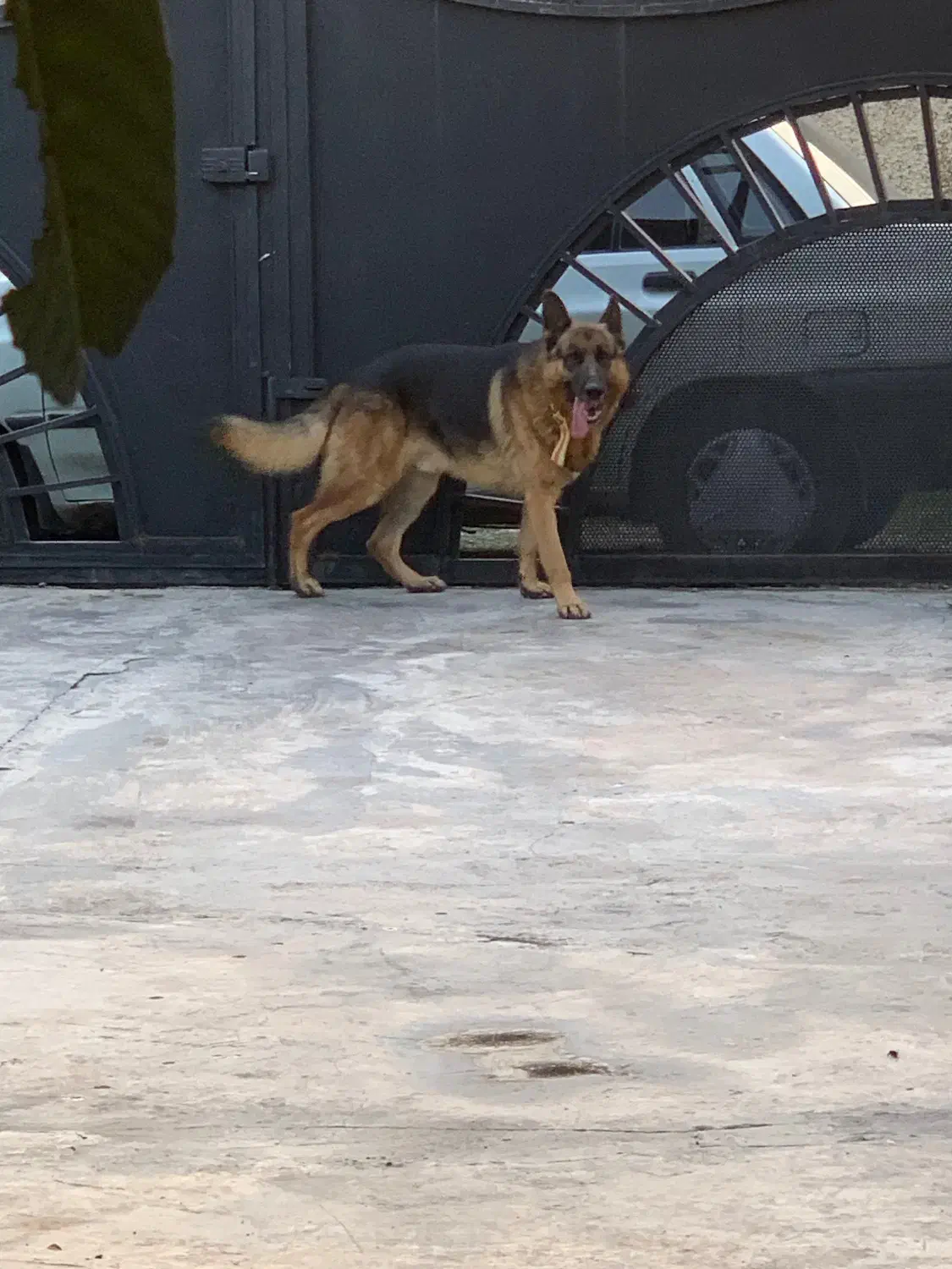 سگ ژرمن شپرد|سگ|نوشهر, |دیوار