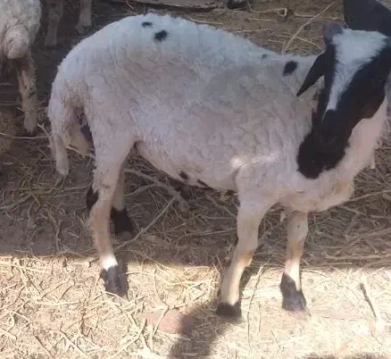 5 تا نر بره گوشتی|حیوانات مزرعه|کرمان, |دیوار