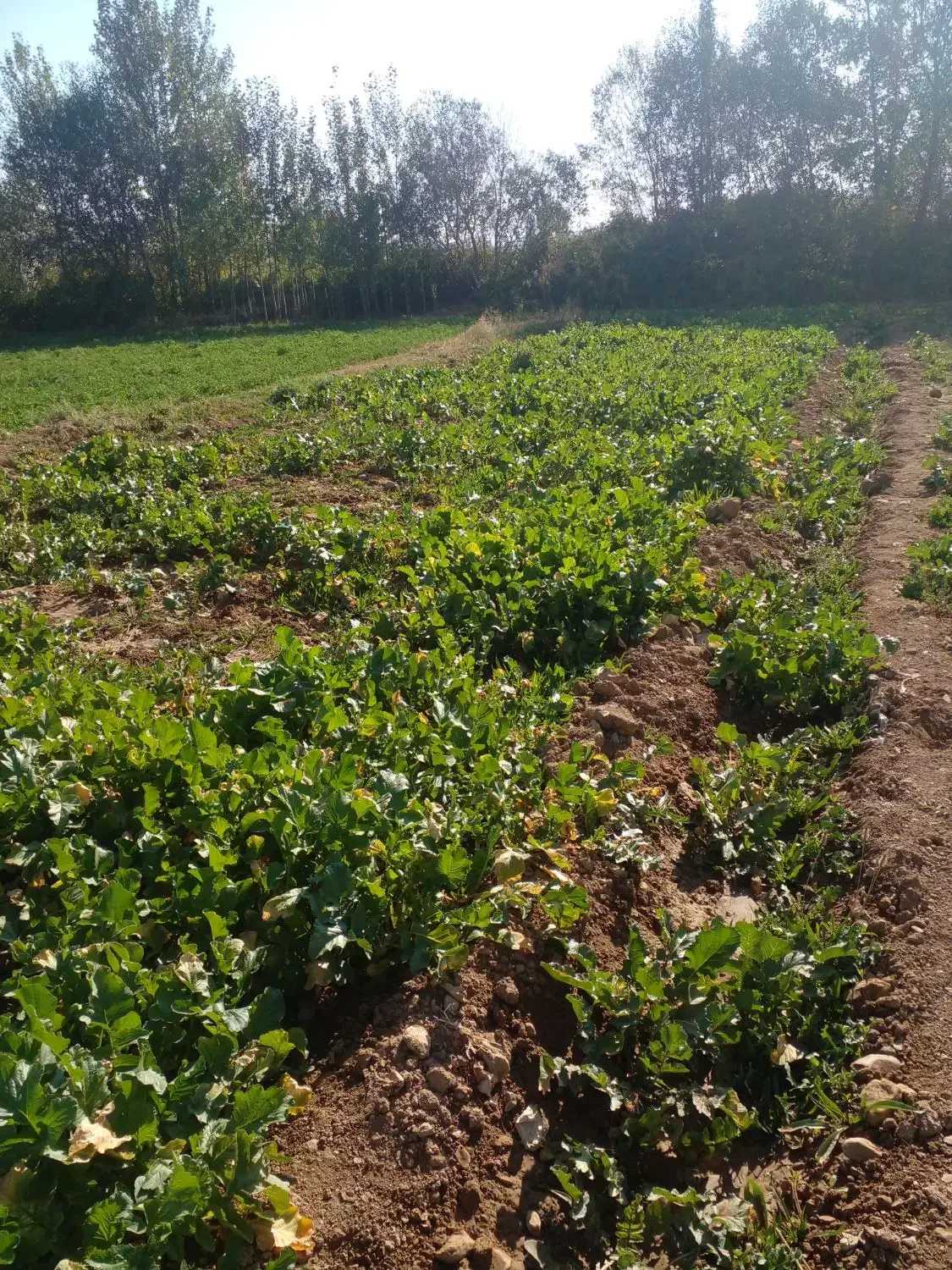 فروش|عمدهفروشی|رستم, |دیوار