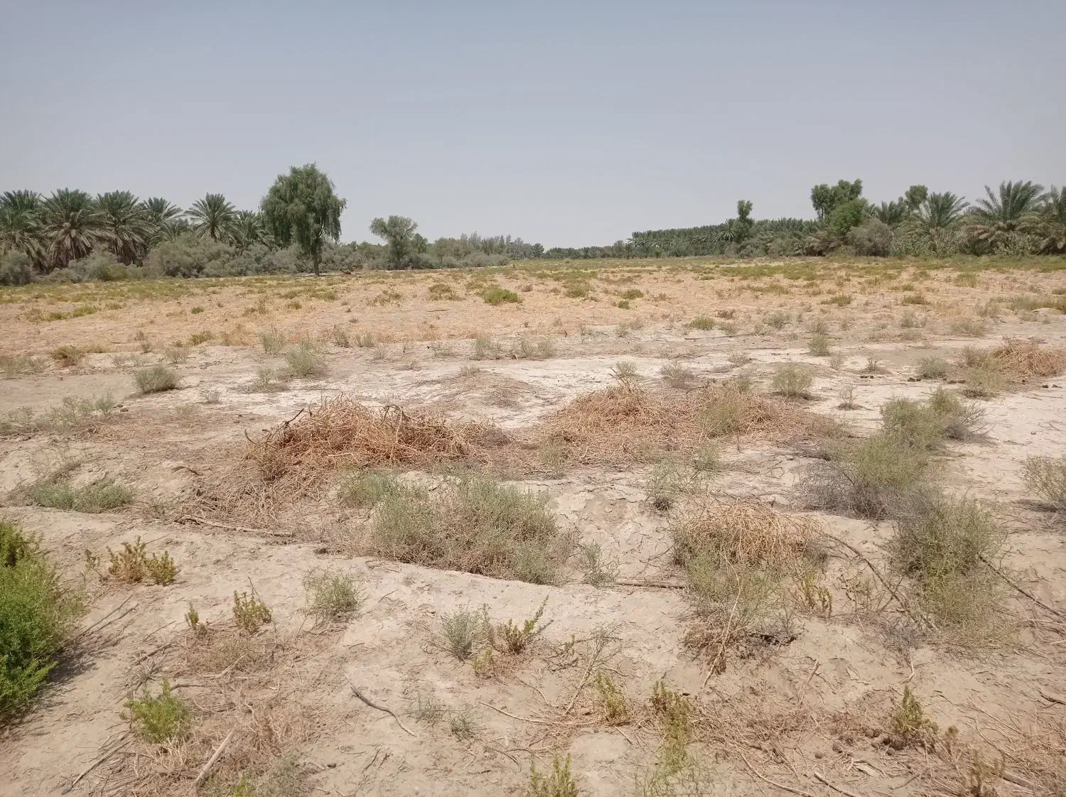 یک دونگ آب و۳هکتارزمین کشاورزی ۵سالع اجاره داده م|اجارهٔ دفتر صنعتی، کشاورزی، تجاری|قلعه گنج, |دیوار