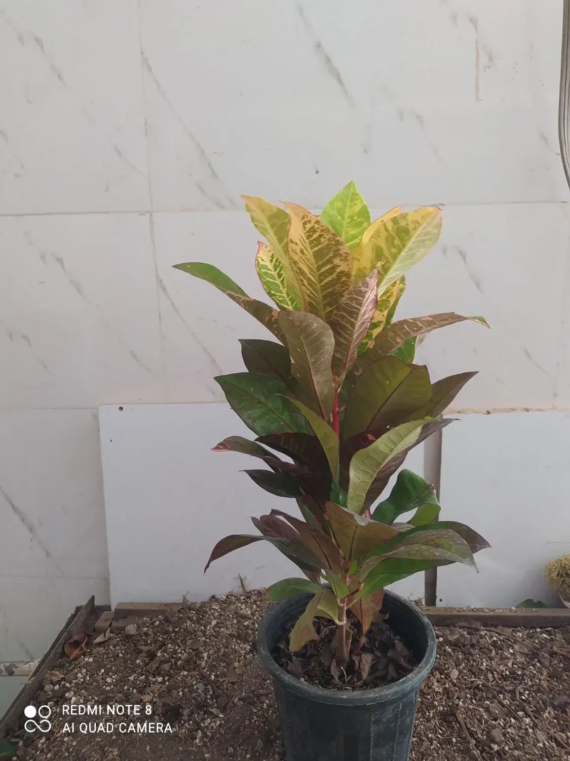 گل و گیاه کروتون|گل و گیاه طبیعی|اهواز, سیصد دستگاه|دیوار