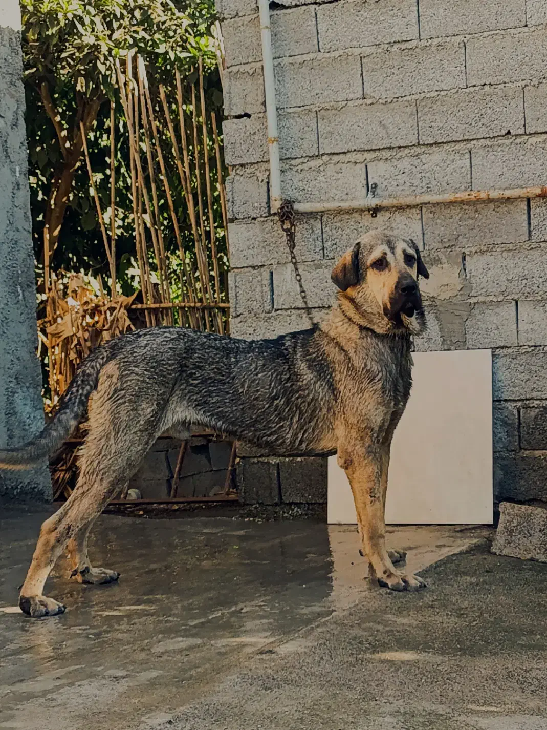 سگ پژدر نر ۱۲ ماه|سگ|آکند, |دیوار