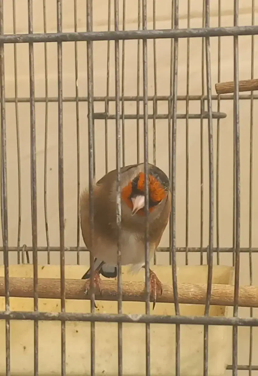 سهره روانی|پرنده|قرچک, زیبا شهر|دیوار