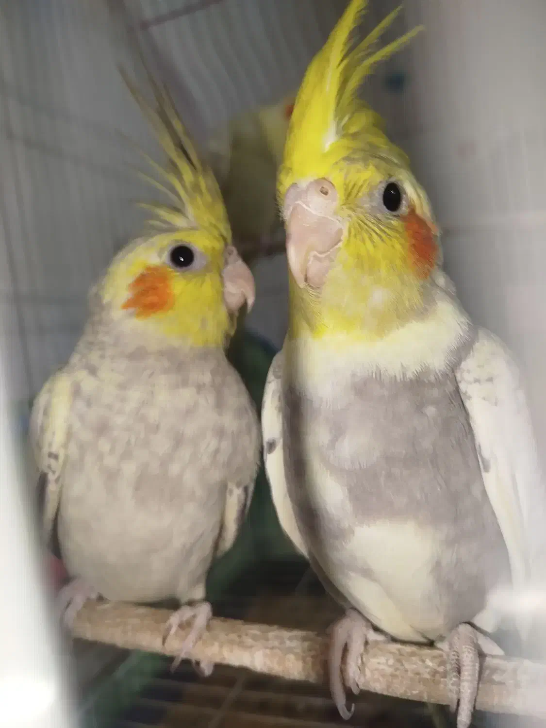 فروش عروس هلندی دستی|پرنده|اردکان, |دیوار