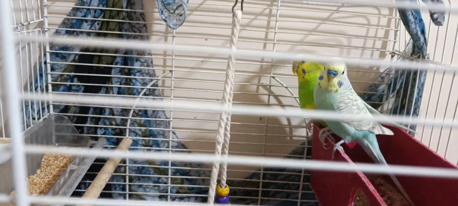 یک جفت مرغ عشق|پرنده|دماوند, دماوند|دیوار