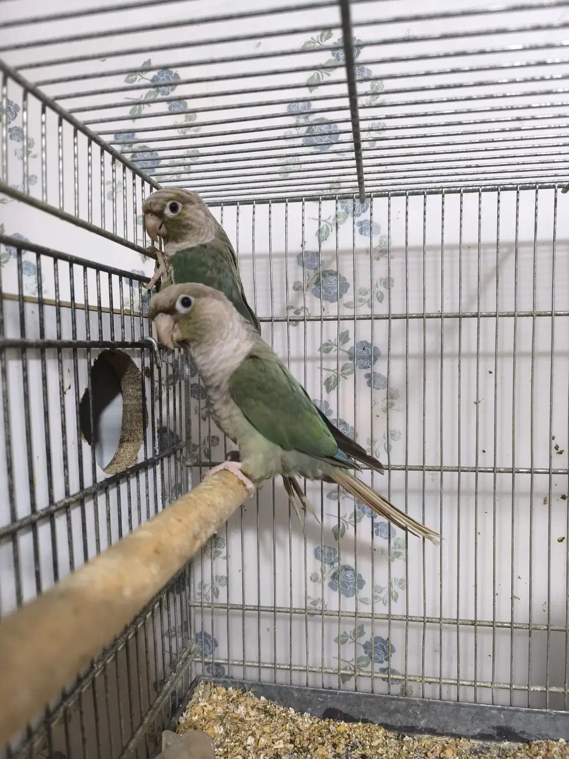 جفت گرینچیک پاین اپل|پرنده|اهواز, زندوکیلی|دیوار