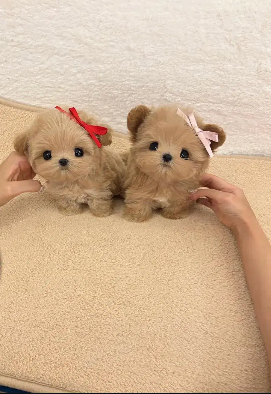 پودل مالتیز فقط امشب تخفیف ویژه|سگ|تهران, پارک شهر|دیوار