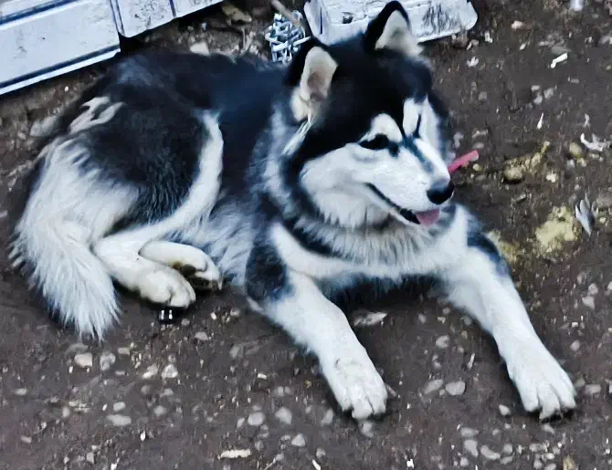 سگ هاسکی ماده|سگ|لولمان, |دیوار