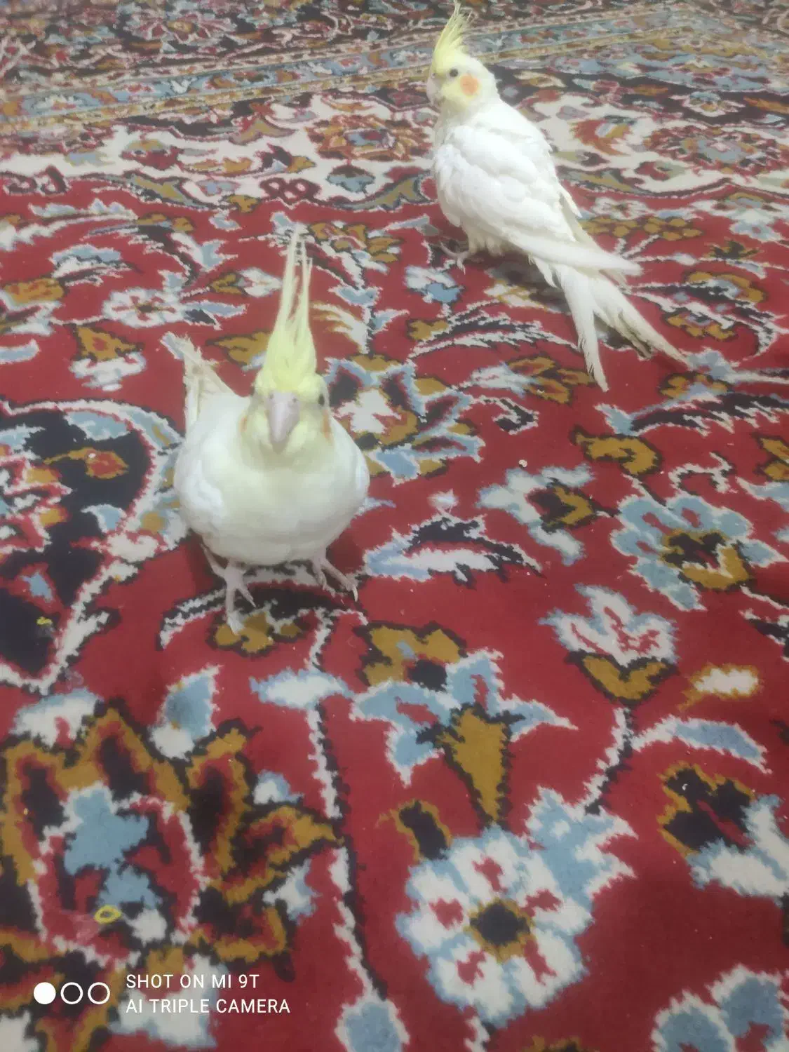 عروس هلندی لوتینو|پرنده|اهواز, شهرک رزمندگان|دیوار