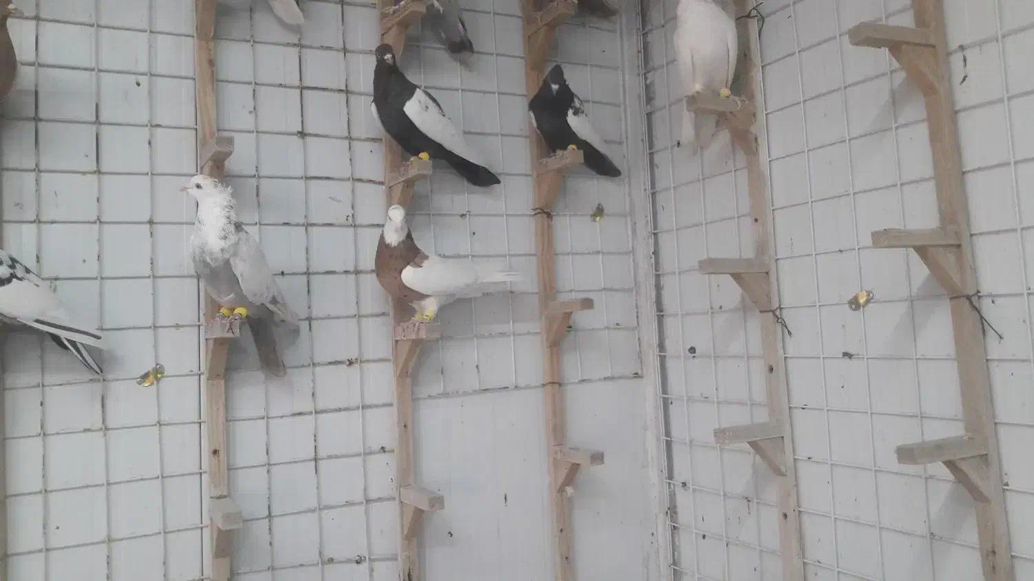 ۱۵عدد کفتر رنگی ماده|پرنده|شیراز, حجت آباد|دیوار