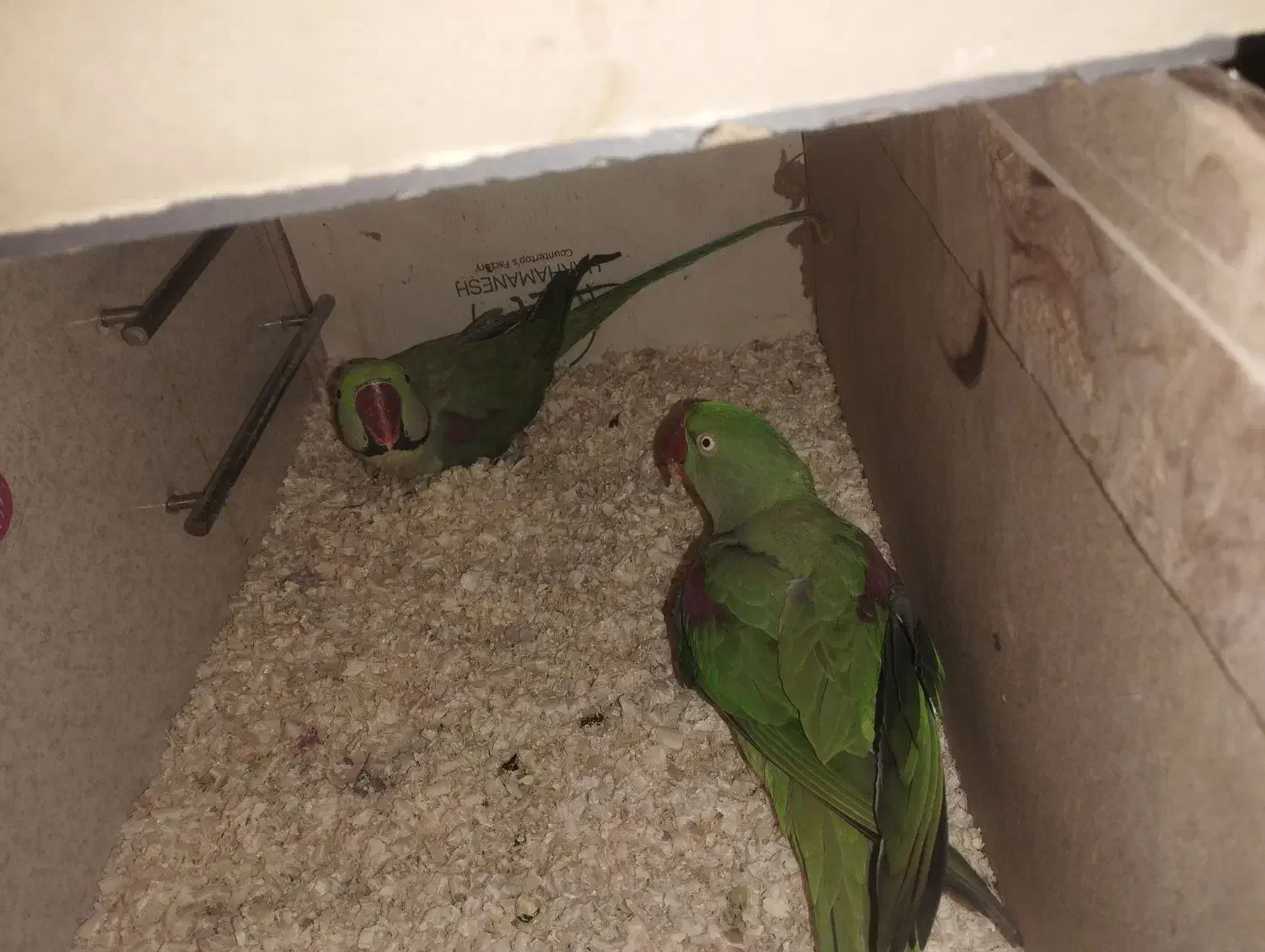 شاه طوطی|پرنده|مشهد, کارگران|دیوار