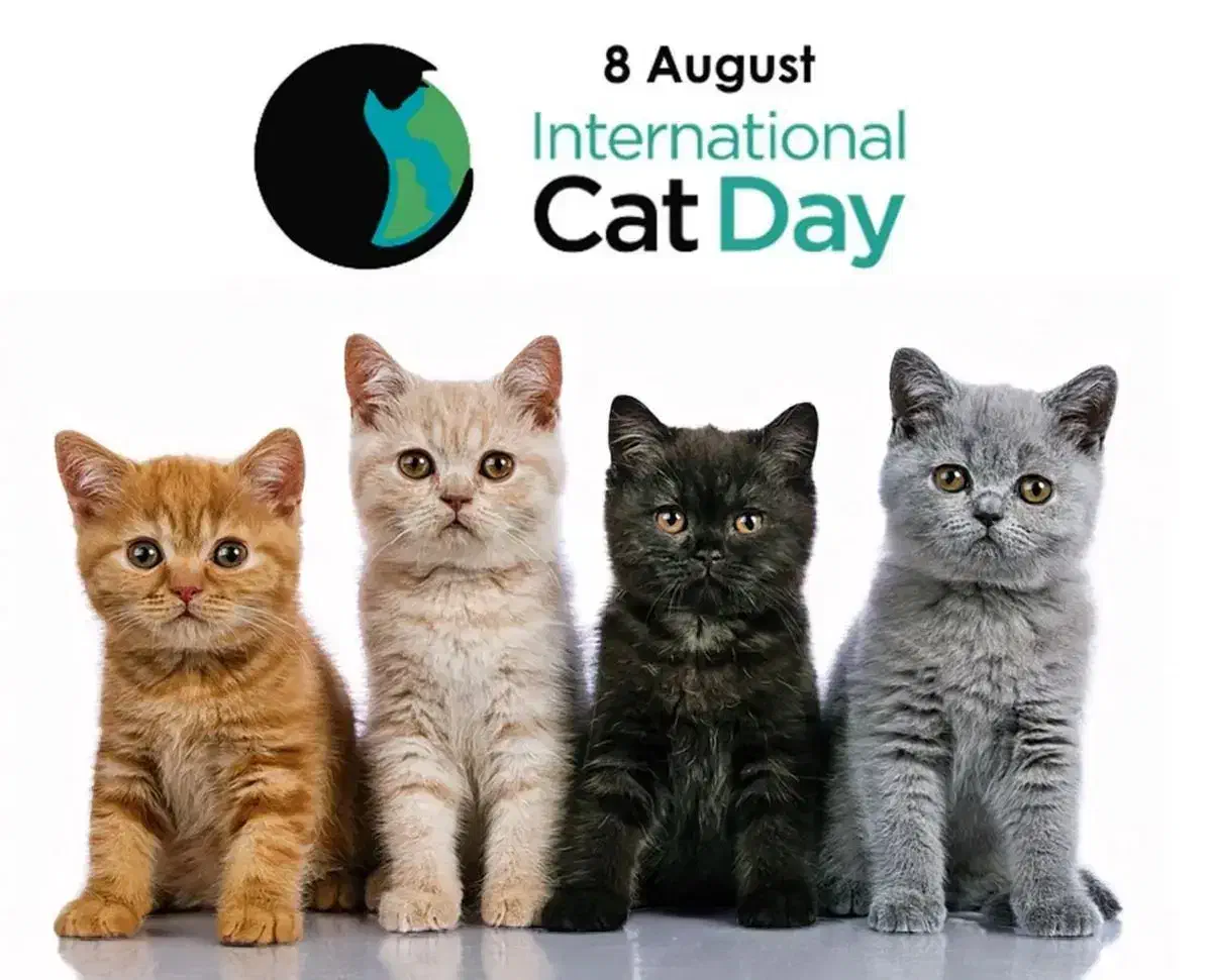 گربه پیدا شده کورکا|حیوانات|آستانه اشرفیه, |دیوار