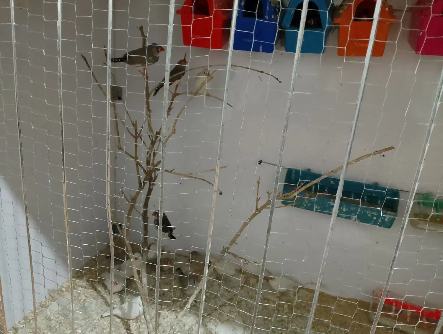 180 فنچ|پرنده|نیشابور, مبارکه|دیوار