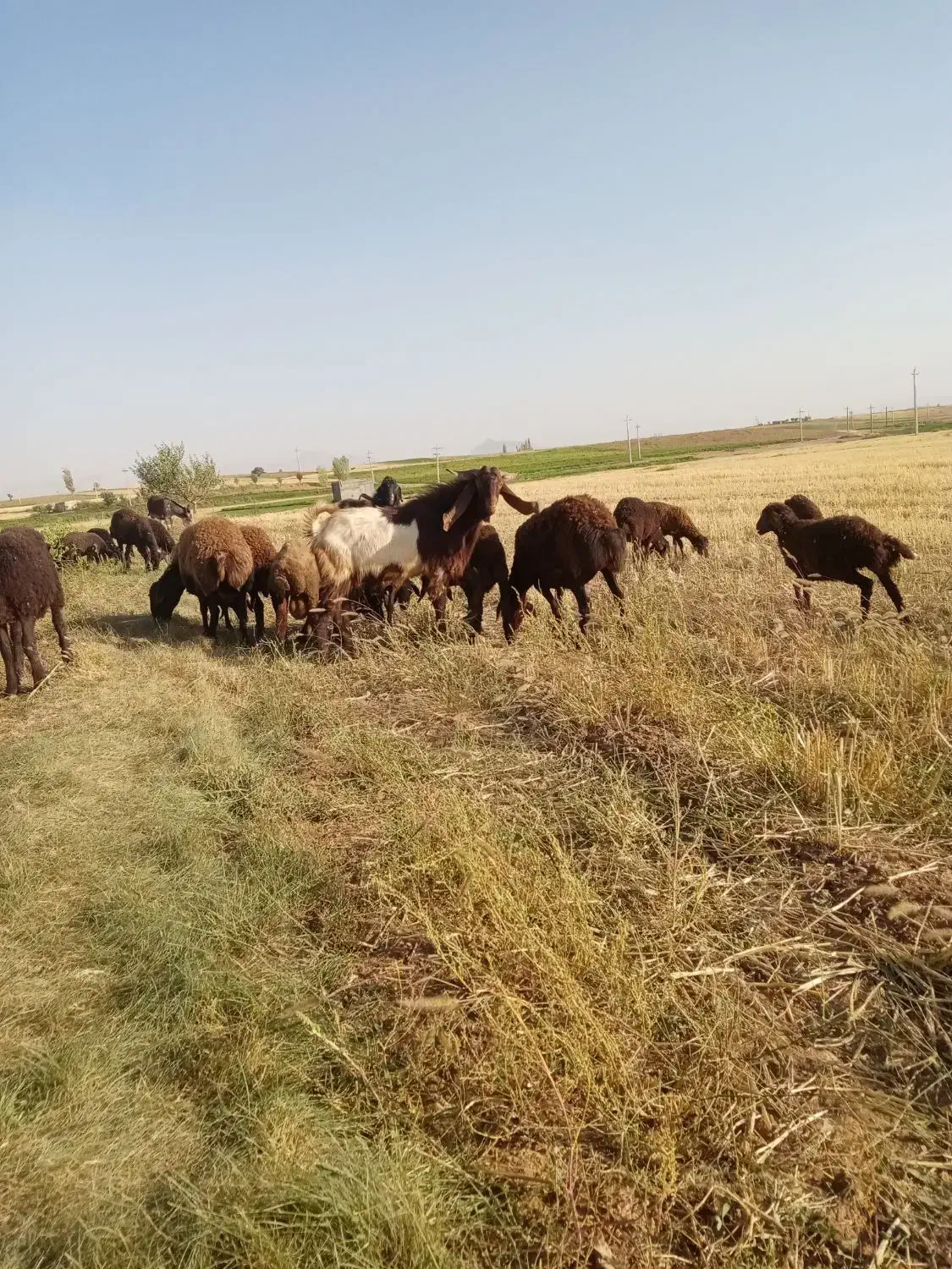 بز نر اصل افغان گوش دراز درجه یک مناسب نسل کشی|حیوانات مزرعه|قیدار, |دیوار