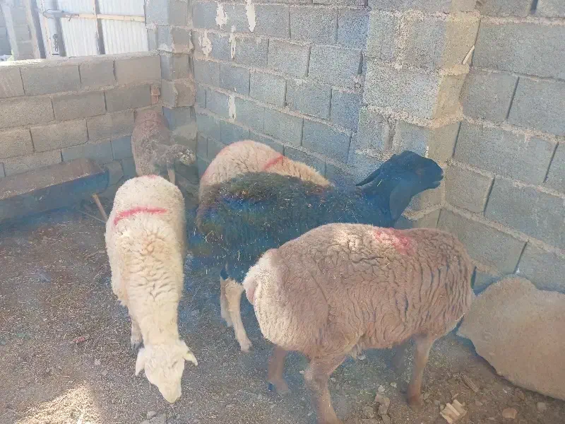 بره جعمی|حیوانات مزرعه|تربت جام, جامرود|دیوار