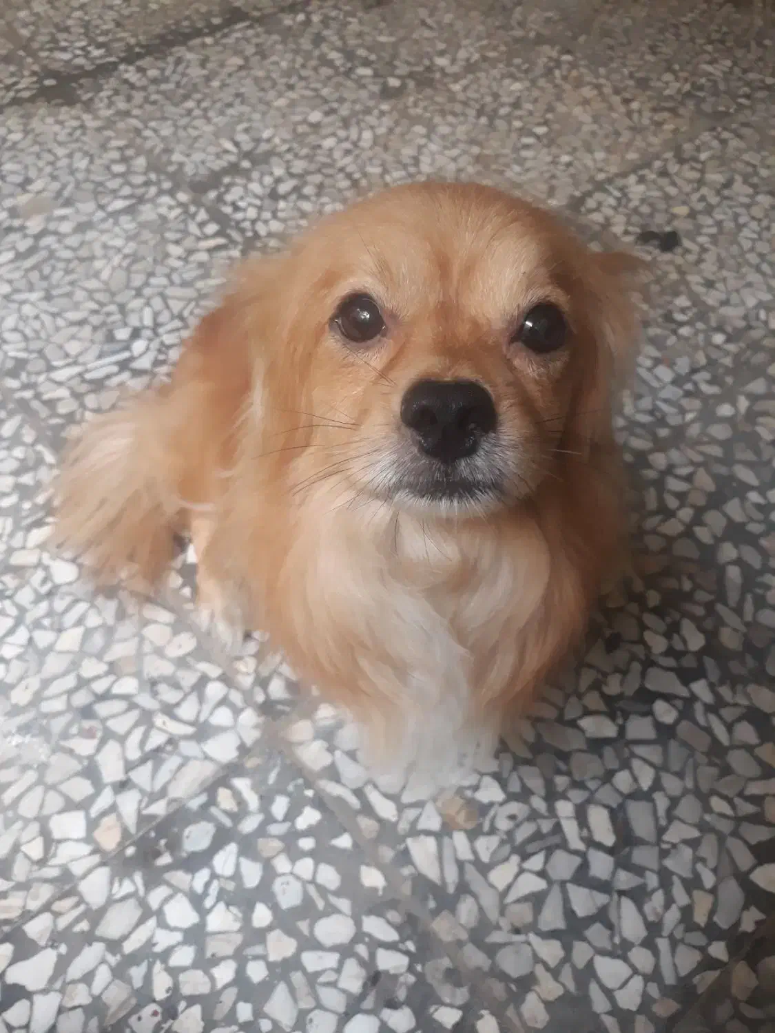 سگ اشپیدز|سگ|رشت, پل تالشان|دیوار