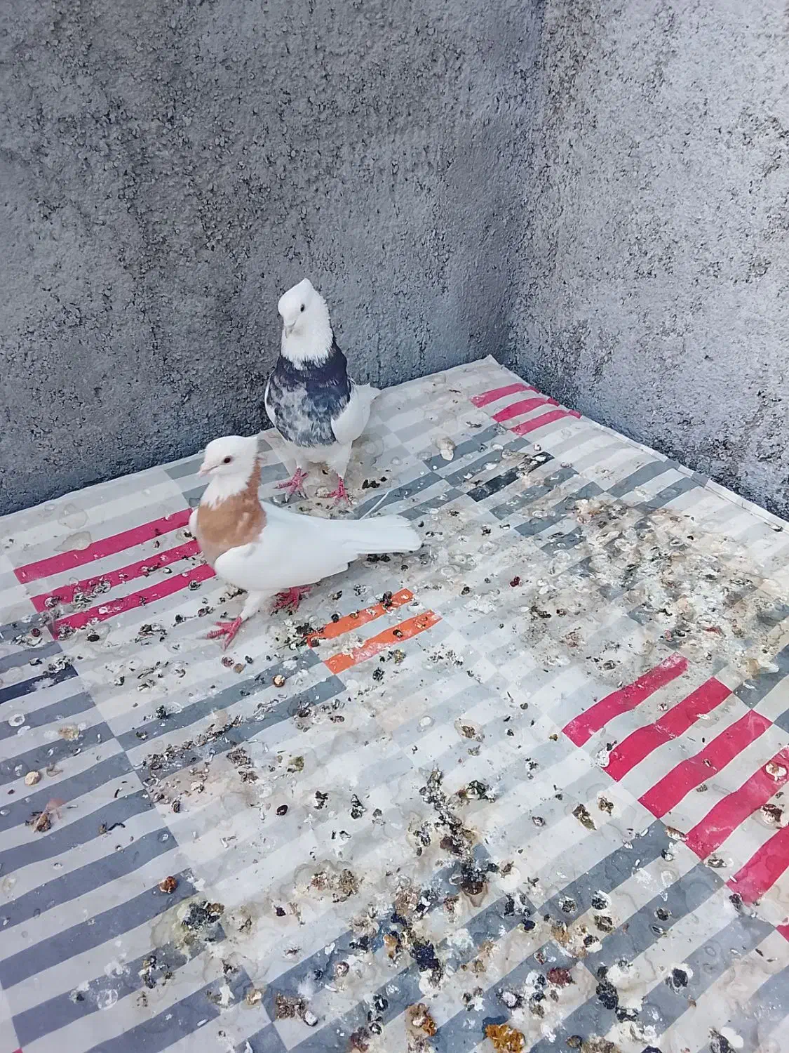 یک جفت طوقی هفت رنگ و یک جفت کله سبز الماسی|پرنده|بردسکن, |دیوار