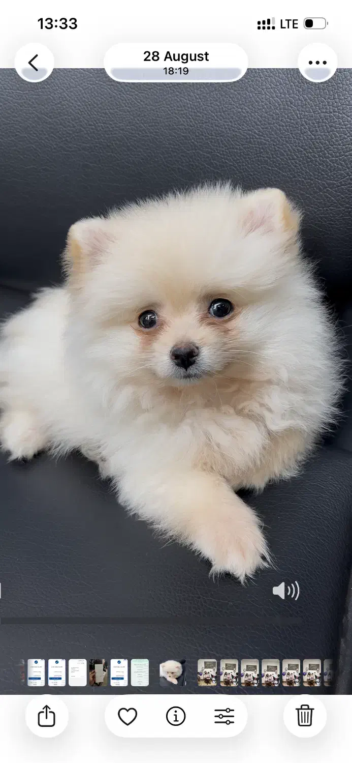 سگ پامرین|سگ|گرگان, |دیوار