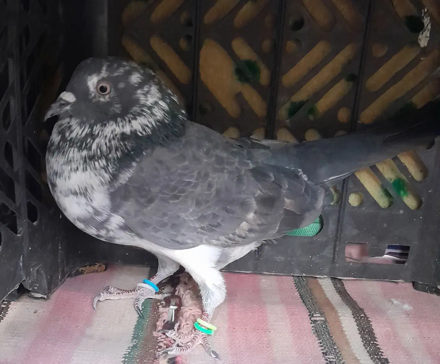 کفتر نر گم شده|حیوانات|سیرجان, |دیوار