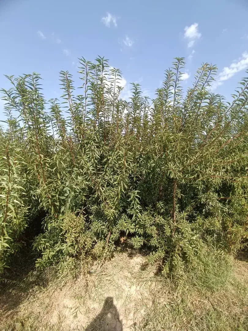 انواع نهال گردو بادام|خدمات باغبانی و درختکاری|تبریز, |دیوار