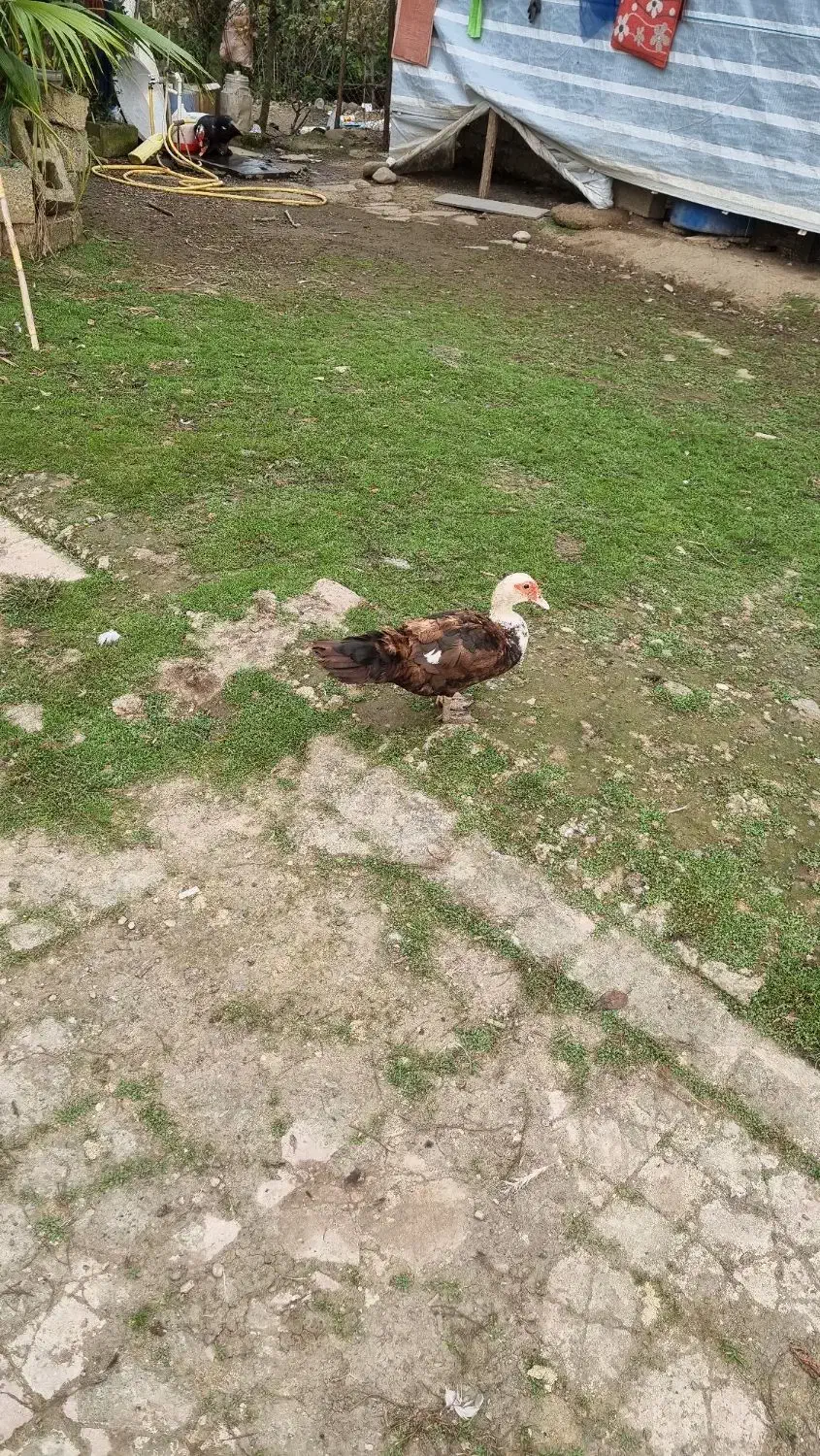 اردک اسرائلی|حیوانات مزرعه|املش, |دیوار