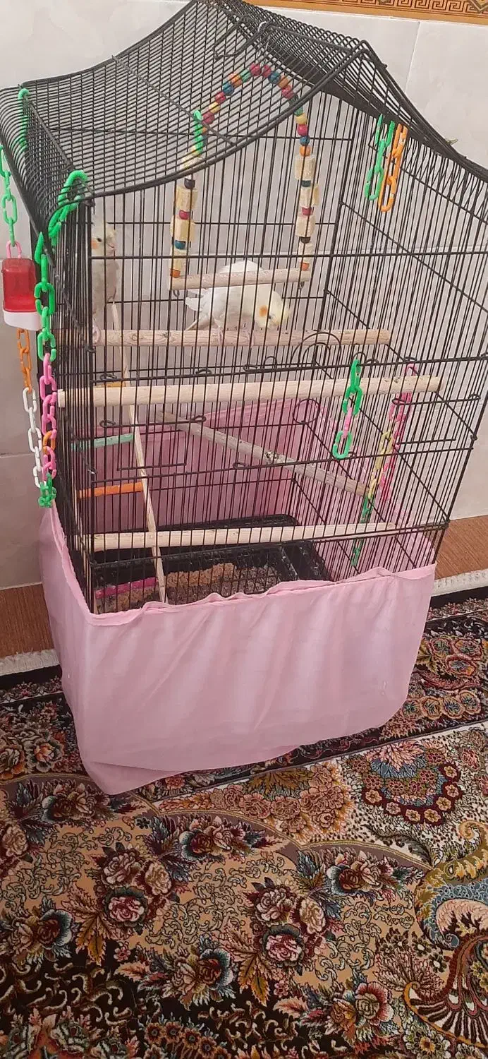 عروس هلندی|پرنده|بشاریات, |دیوار