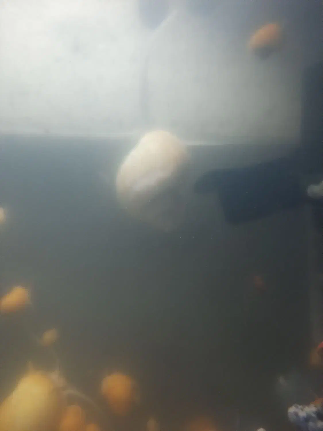 حلزون|خزنده|تهران, ازگل|دیوار