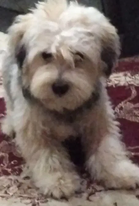 فروشی شیتزو|سگ|آباده, |دیوار