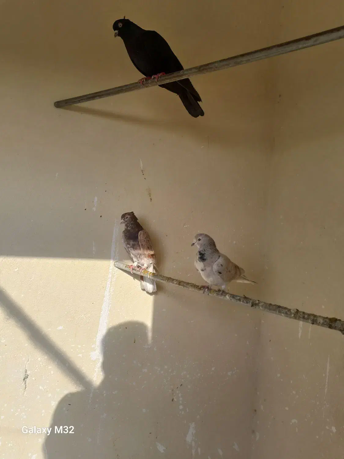 سه عدد کبوتر|پرنده|صفادشت, |دیوار