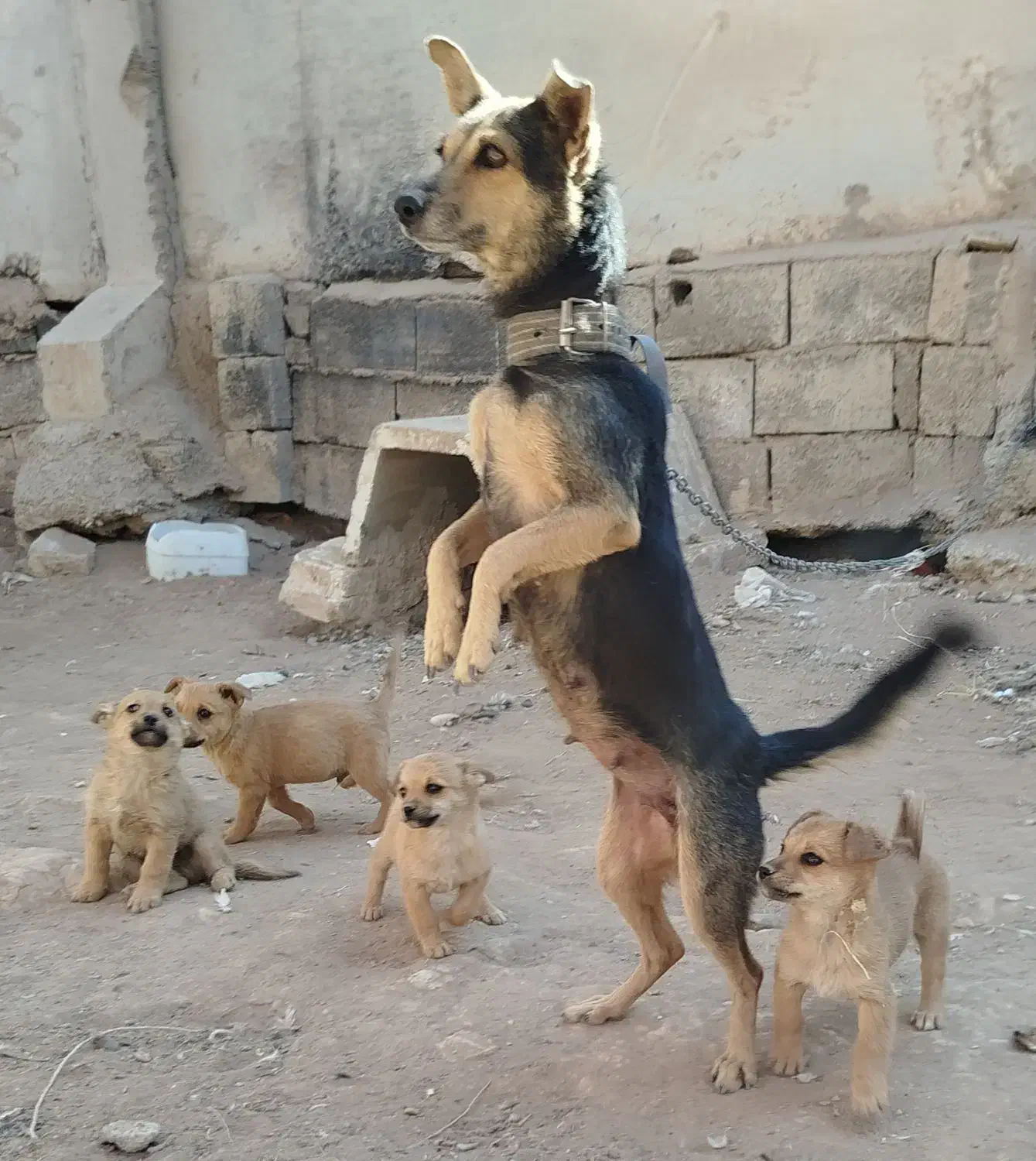 واگذاری سگ|سگ|کرمان, |دیوار