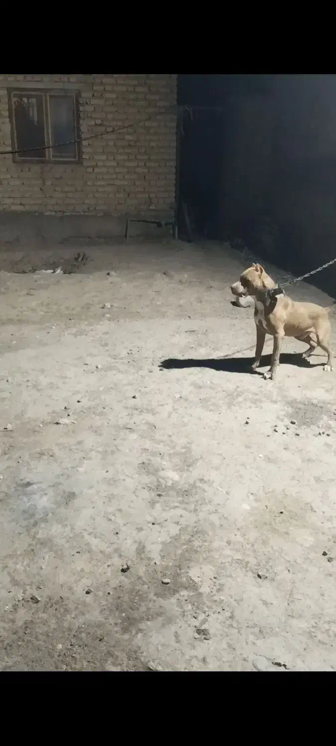 توله سگ پیتبول یک سال|سگ|ارطه, |دیوار