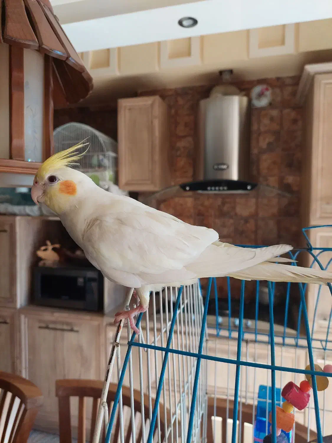 پیدا شده عروس هلندی نزدیک مشاهیر|حیوانات|سمنان, |دیوار