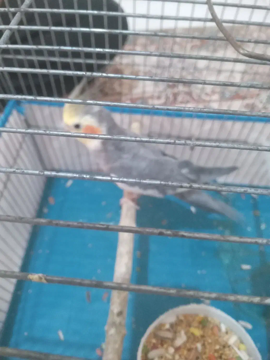 عروس هلندی|پرنده|محمدشهر, شهرک نگین|دیوار