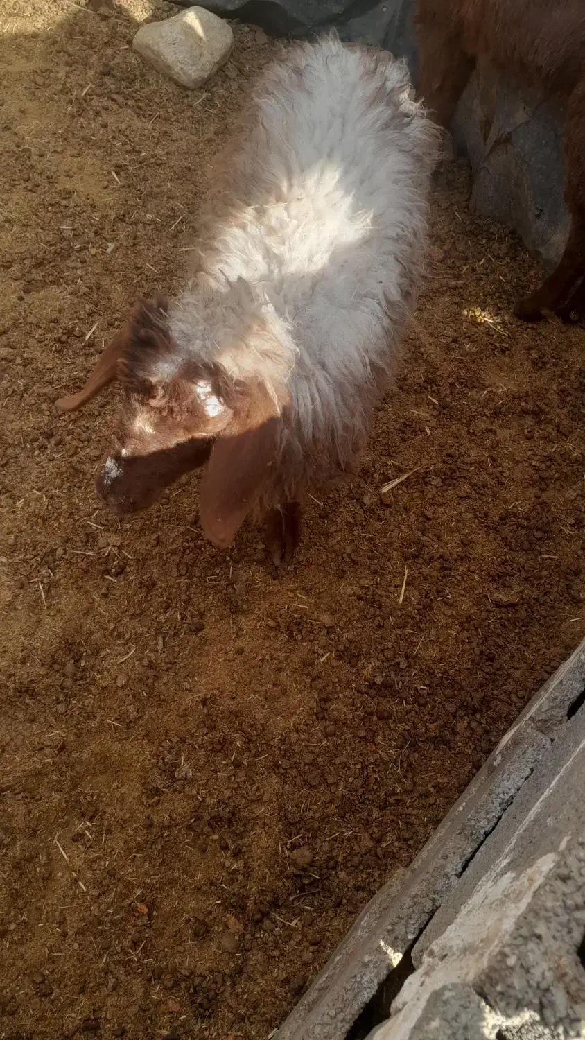 بره وکهره  بز چاق|حیوانات مزرعه|مرودشت, ده بید|دیوار