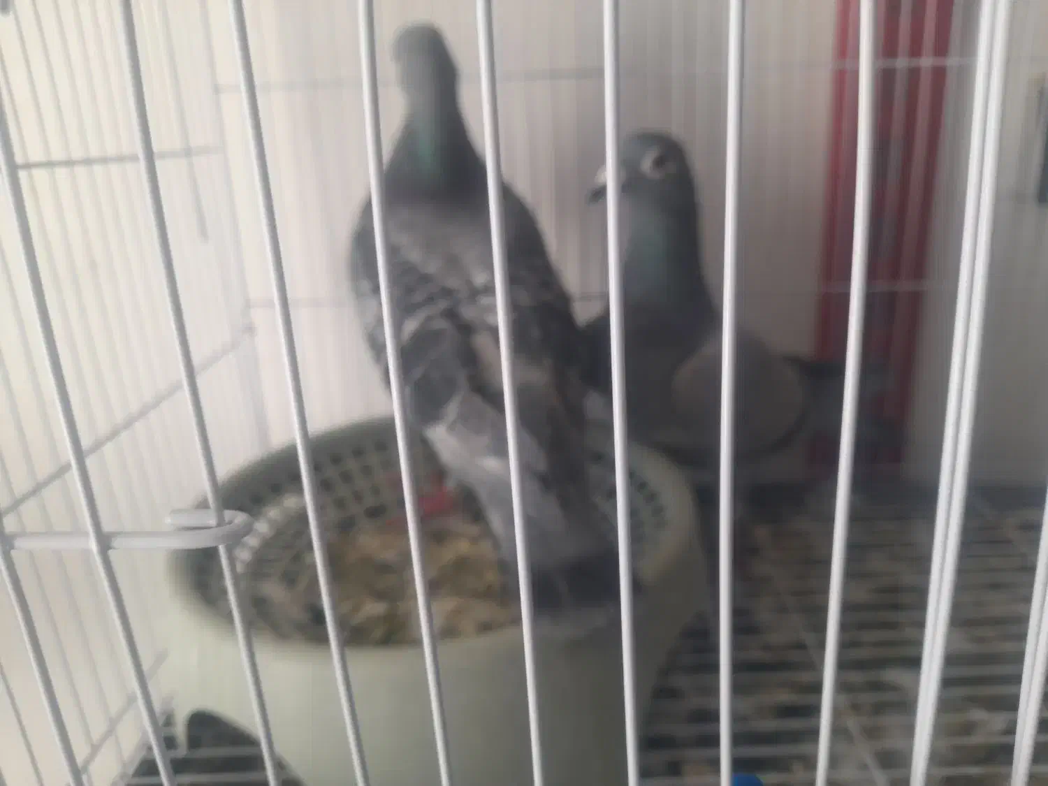 کبوتر مسافتی|پرنده|مشهد, فرخد|دیوار