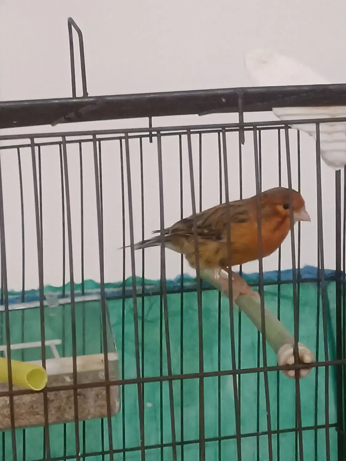 قناری|پرنده|بوشهر, |دیوار