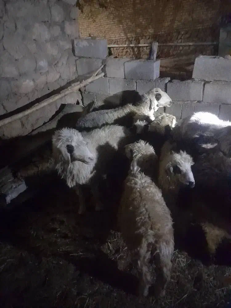 گوسفند بره بزغاله کوساله میش|حیوانات مزرعه|ری, بیبی شهر بانو|دیوار