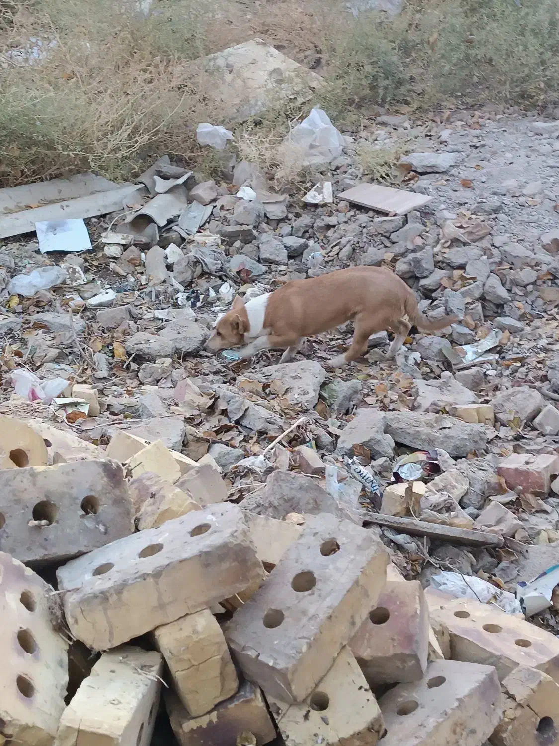 توله سگ ولش کورگی|سگ|باخزر, |دیوار