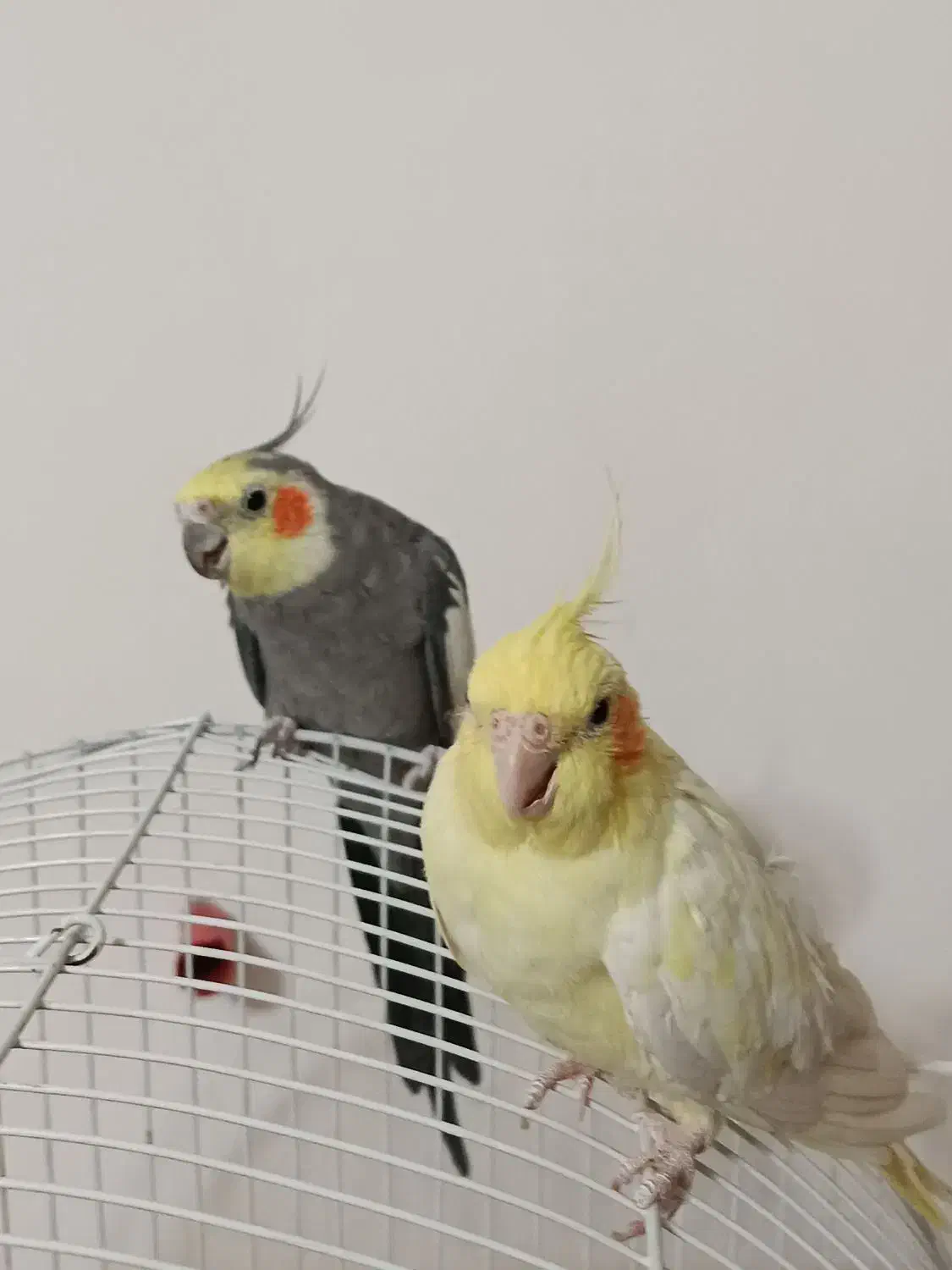 فروش پرنده عروس|پرنده|نقده, |دیوار