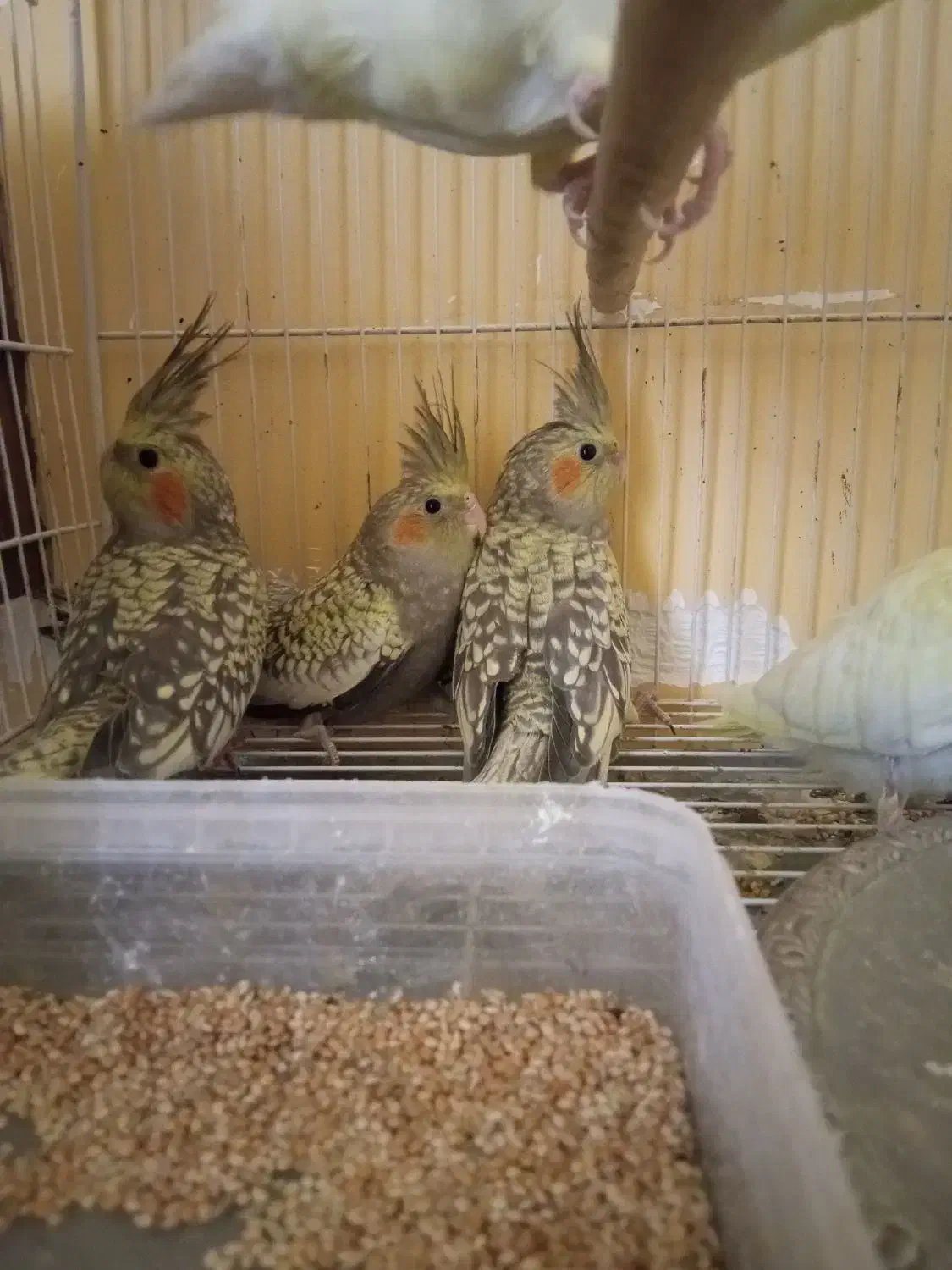 عروس هلندی|پرنده|جیرفت, |دیوار